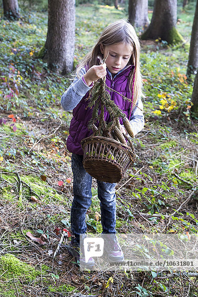 Kleines Mädchen mit Korb zum Sammeln von Tannenzweigen im Wald
