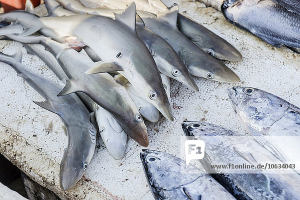 Baby sharks on fish market
