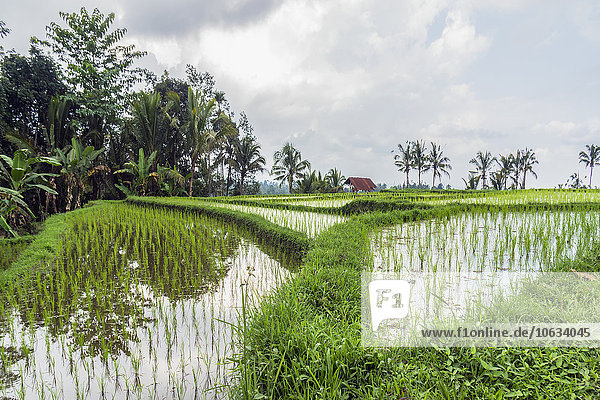 Indonesia  Bali  Wongaya Gede  Rice fields