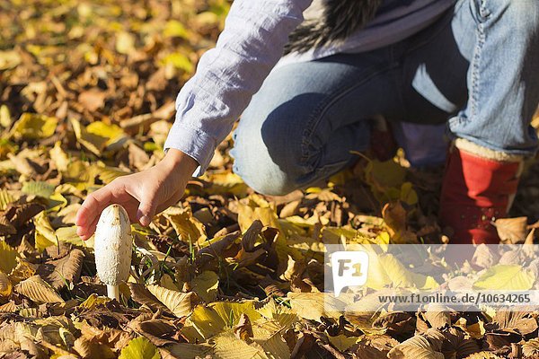 Mädchenhand  die zwischen den Herbstblättern nach Pilzen streckt