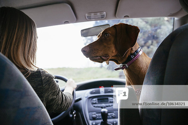 Hund schaut seinen Besitzer im Auto an