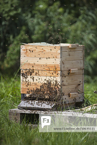 Bienen im Bienenstock auf dem Bauernhof