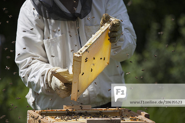 Mittelteil des Imkers  der die Bienen aus dem Bienenstock auf dem Bauernhof bürstet.