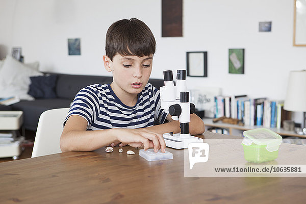 Junge erkundet Muscheln mit dem Mikroskop zu Hause