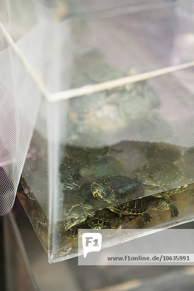 Hochwinkelansicht der Schildkröten im Container