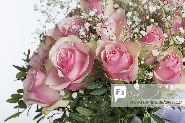 Nahaufnahme von frischen Rosen vor weißem Hintergrund