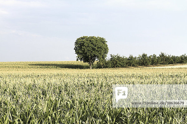 Szenische Ansicht des Feldes gegen den Himmel
