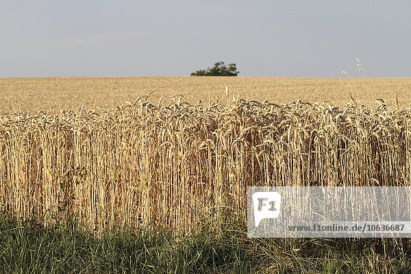 Kulturen  die auf dem Feld gegen den Himmel wachsen