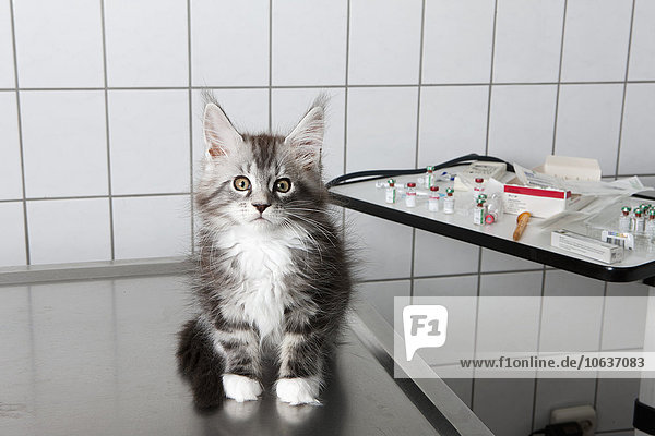 Portrait der Katze auf dem Tisch in der Tierklinik
