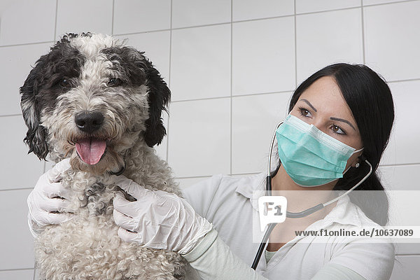 Jungtierarzt untersucht Hund in der Klinik