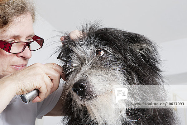 Tierärztin untersucht Hundeohr in der Klinik