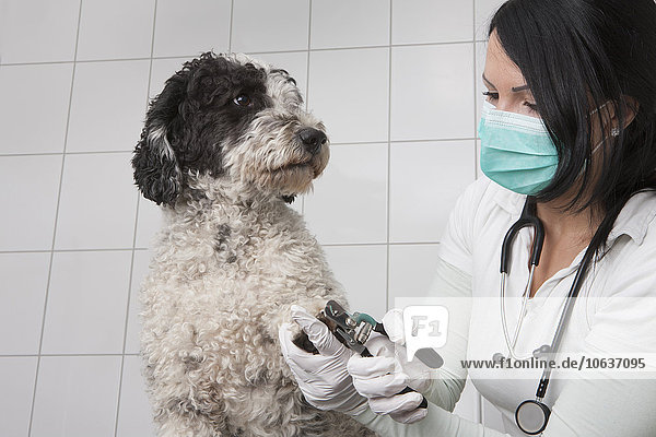 Jungtierarzt beim Schneiden von Hundenägeln in der Klinik