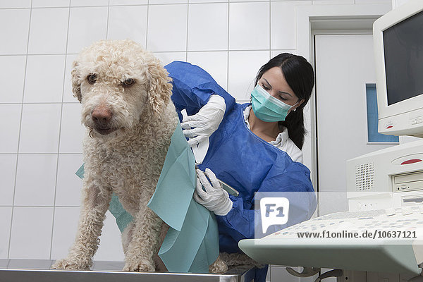 Tierärztin untersucht Hund auf dem Tisch im Krankenhaus