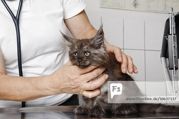 Mittelteil des Tierarztes bei der Untersuchung des Katzenhalses am Tisch in der Klinik