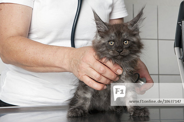 Mittelteil der tierärztlichen Untersuchung der Katze in der Klinik