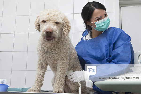 Tierarzt bei der Ultraschalluntersuchung des Hundes in der Klinik