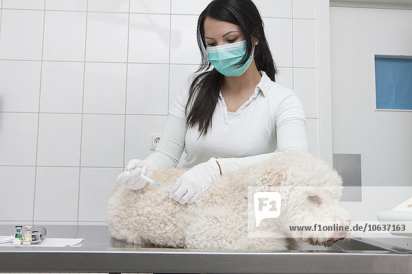 Tierärztin injizierende Hündin in medizinischer Klinik
