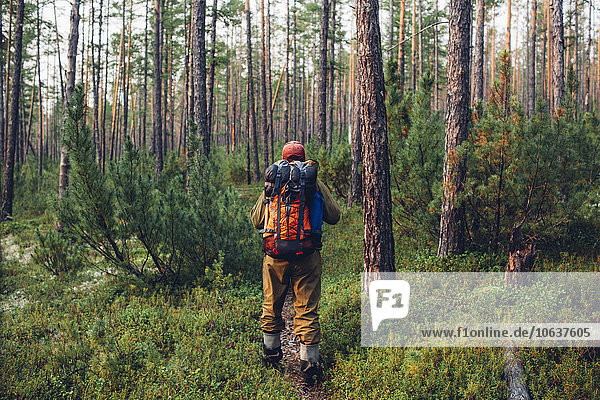 Rückansicht des Wanderers im Wald