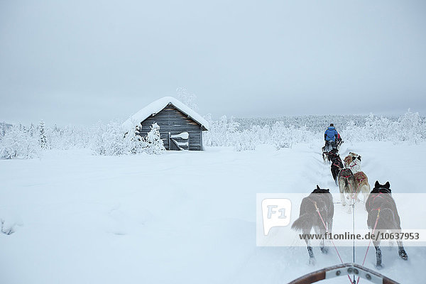 Rückansicht der Schlittenhunde auf schneebedeckter Landschaft gegen den Himmel