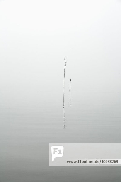 Pflanzen im See bei Nebelwetter