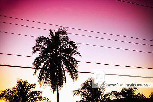 Silhouette Palmen und Stromleitungen gegen den Himmel bei Sonnenuntergang