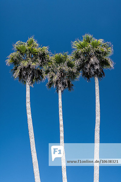 Niedriger Blickwinkel auf Palmen gegen den klaren blauen Himmel
