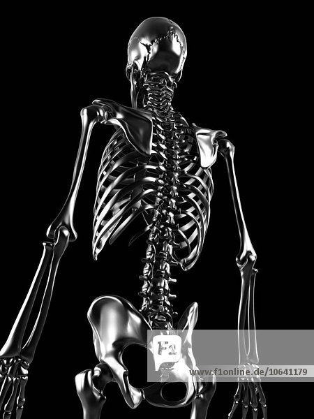 Human skeleton artwork