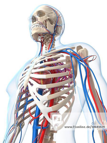 Vascular system artwork