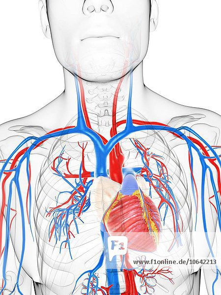Cardiovascular system  artwork