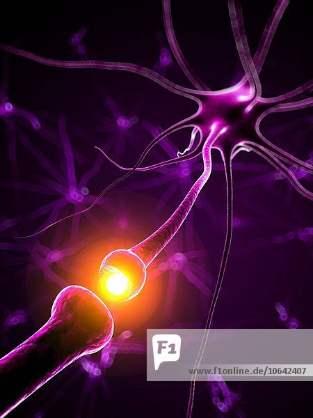 Human nerve cell  artwork