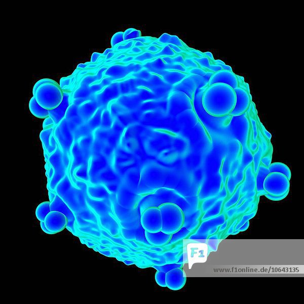Human foamy virus (HFV),  computer artwork.