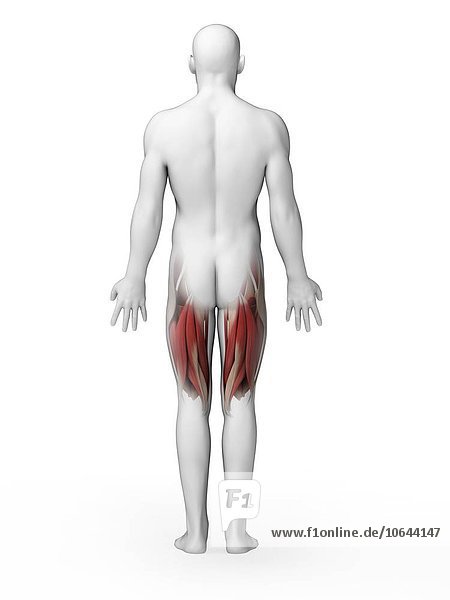 Human upper leg muscles artwork