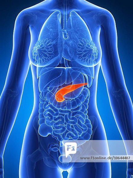 Female pancreas artwork
