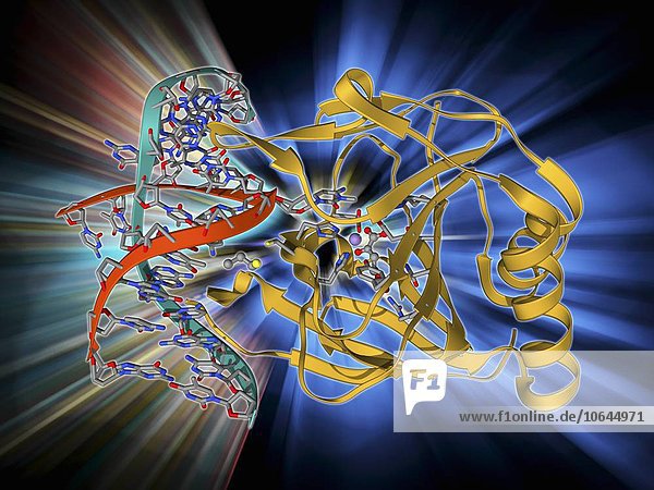 DNA repair enzyme  molecular model