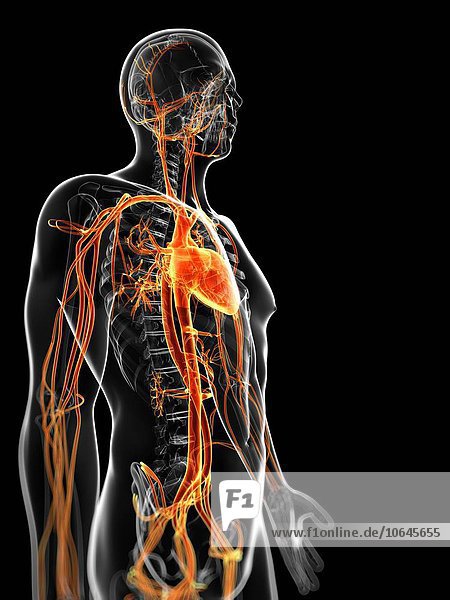 Human vascular system  artwork