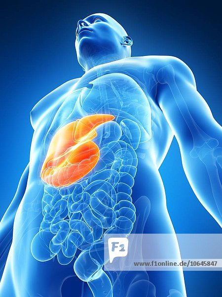 Human liver artwork