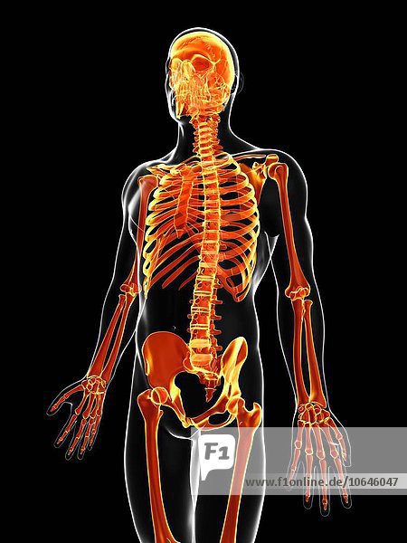 Human skeleton  artwork