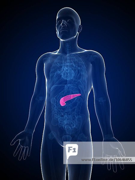 Human pancreas  artwork