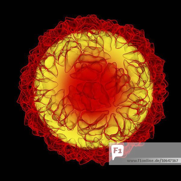 Caulobacter bacteriophage  computer artwork.