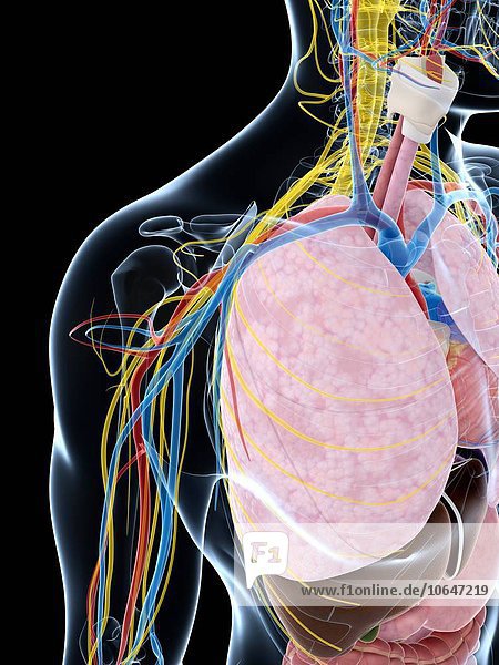 Human lung anatomy  artwork