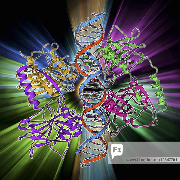 Tumour suppressor protein with DNA