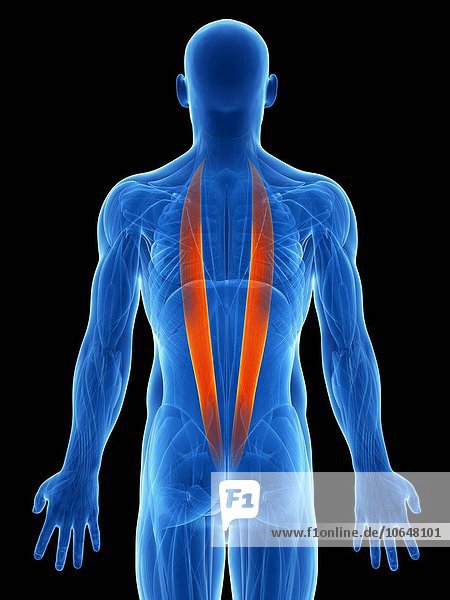 Human back muscles artwork