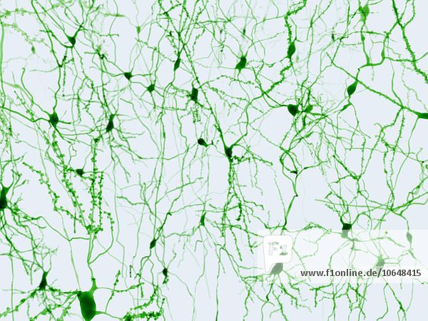 Nerve cells  illustration