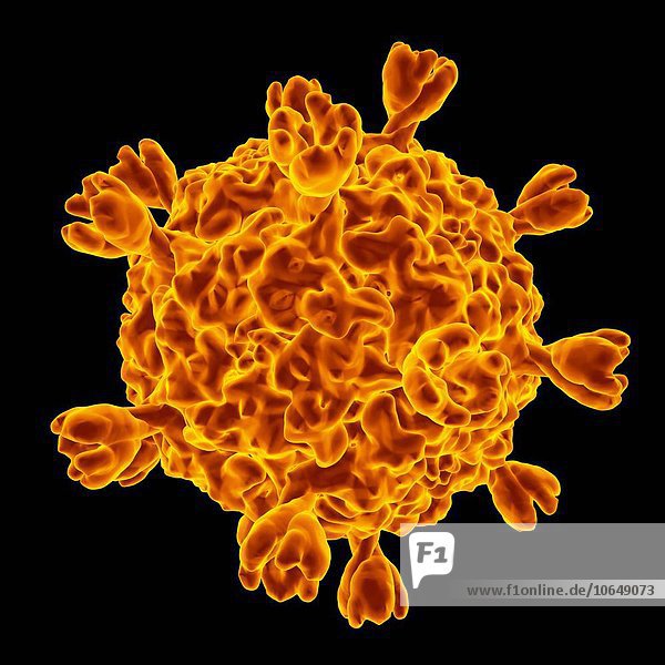 Smallpox virus  computer artwork.