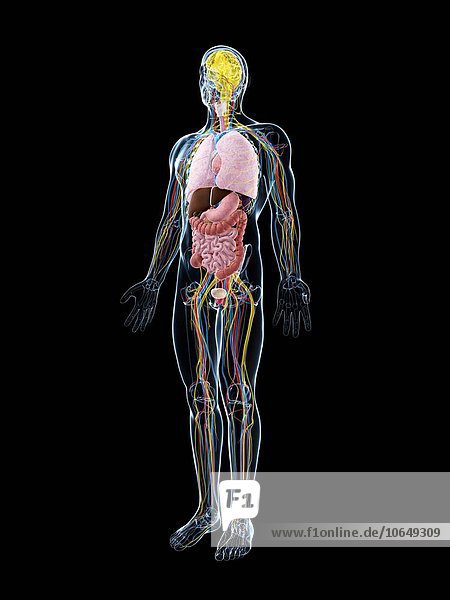 Human anatomy  artwork