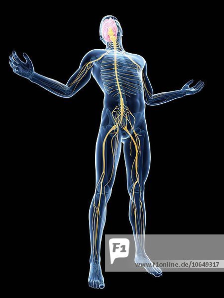 Human nervous system  artwork