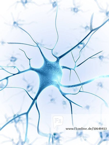 Human nerve cell, artwork