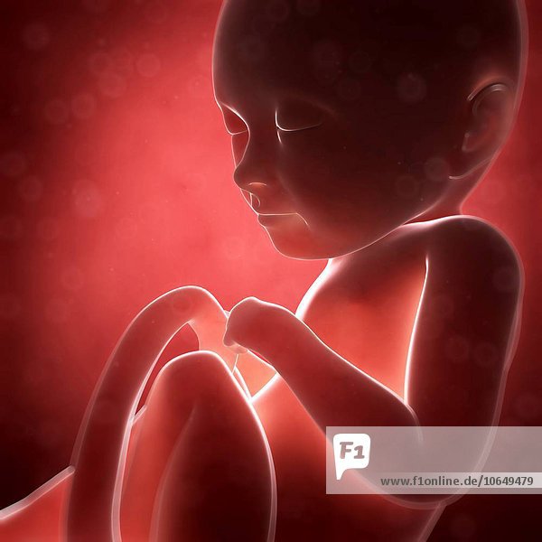 Human fetal development  artwork