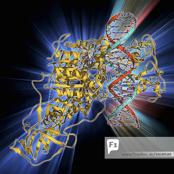 Methyltransferase complexed with DNA
