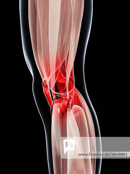 Human knee muscles artwork